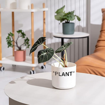 TwoDays Off-White Inspired Sneaker Planter, Hypebeast Room Decor, Small 5 Inch Cylinder White Plastic Indoor Plant Pot with Built in Drainage Hole, Mini Flower Pot, Sneakerhead Gift.