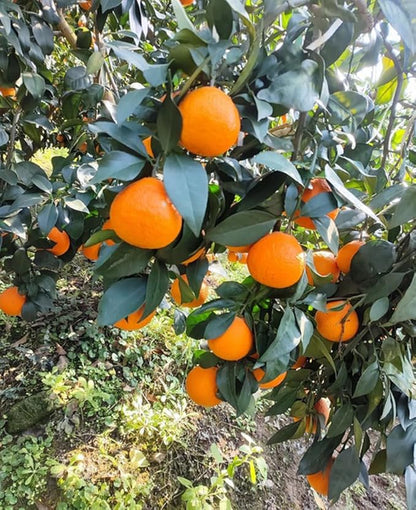 20PCS Mandarin Orange Seeds Citrus Indoor Plant Seeds Heirloom