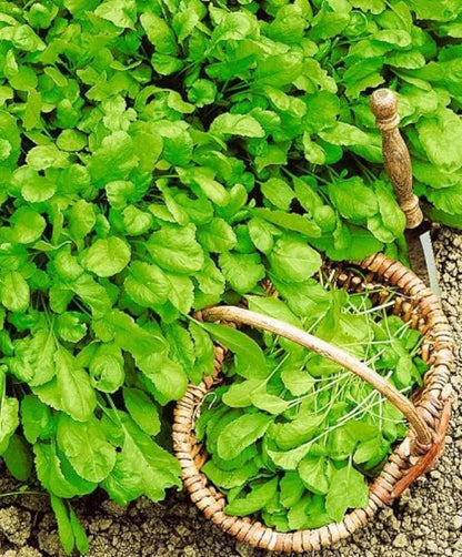 Seeds Garden Cress Broadleaf Indoor Lettuce Heirloom Vegetable for Planting Non GMO