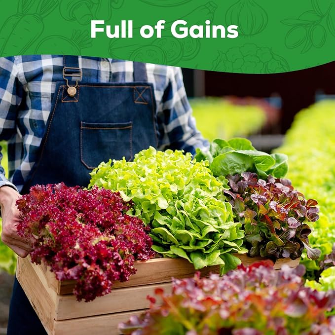 Heirloom Lettuce Seeds - 5 Varieties, Non-GMO Seeds for Planting - Black Seeded Simpson, Iceberg, Buttercrunch, Parris Island Cos & Lolla Rossa Lettuce - Home Garden & Hydroponic Seeds