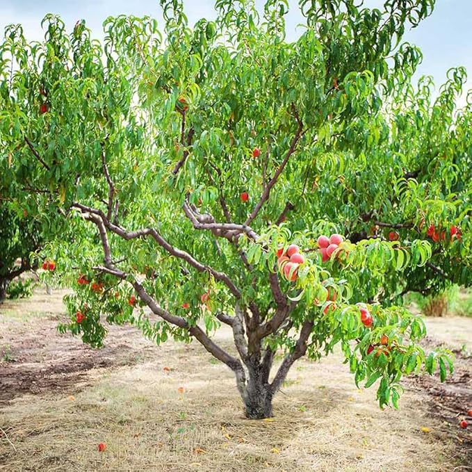 5+ Organic Peach Fruit Tree Seeds for Planting-Peaches Seeds Made in USA Seed Non-GMO Heirloom for Garden Outdoor