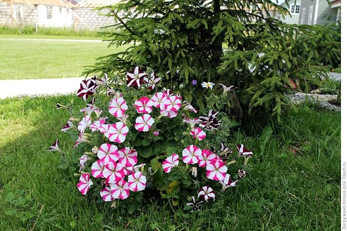 Seeds Petunia Starfall F1 Mix - Annual Flowers for Planting - GMO Free