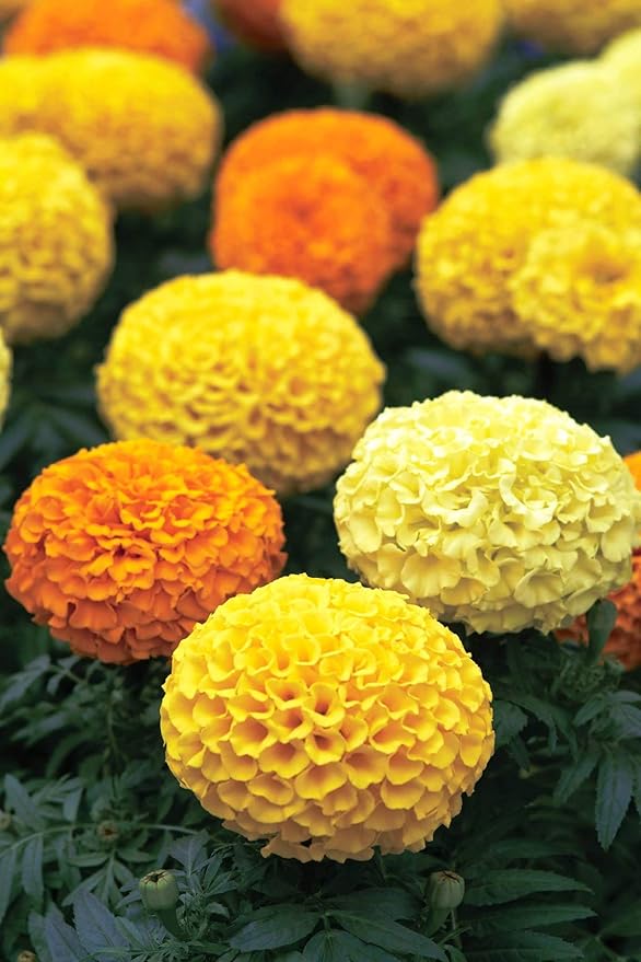Seeds Flowers Mexican Marigold Cool Mix Annual - 250 Seeds