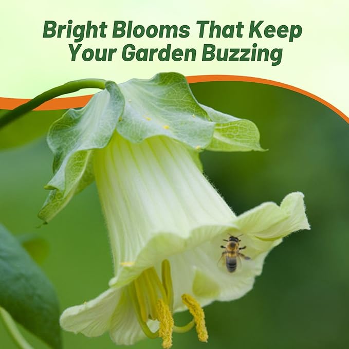 Outsidepride White Cobea Cup and Saucer Vine Seeds - 200 Pcs Perennial Climbing Vine Flower Seeds with Lush Foliage & Large Flowers That Attract Pollinators, for Fences, Trellises, or Walls