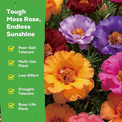 24,000+ Moss Rose Seeds for Planting Annual Flower for Ground Cover, Non-GMO Heirloom Variety, Easy to Grow, Seeds for Planting Outdoors Garden Containers