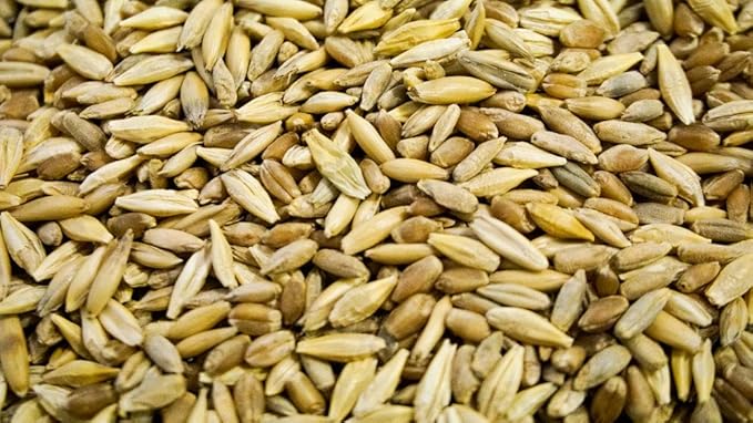 Thunder Acres Cat Grass Blend - Wheat, Barley, Oats, and Rye Seed Mix - Non-GMO - Certified Organic - Bonus CAT Toy (1 oz)
