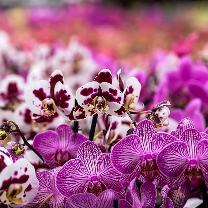 All Purpose Soil Potting Mix - Orchid Bark & Organic Perlite for Plants - All Natural Soil Media Has Good Drainage for Planting or Orchid Repotting (1 qt)