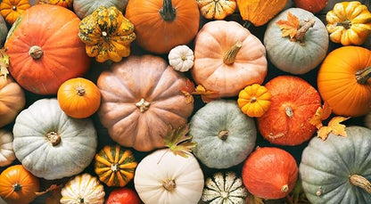 Musque de Provence Pumpkin Seeds - One of The Most Intereting and Decorative Pumpinks as Well as Delicious