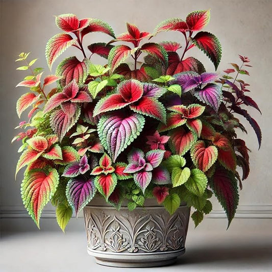 Seeds Coleus Exotic Mix/Perennial Flowers
