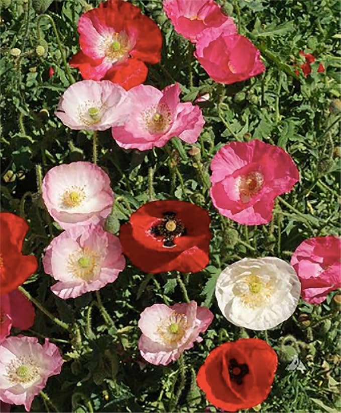 Mixed Corn Poppies - 50,000 Poppy Seeds Including Red Flanders Poppy Seed