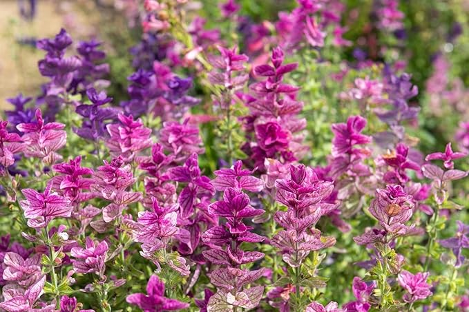 100+ Clary Sage Pink Sundae Seeds Salvia sclarea Flower Seed Birds Butterflies Pollinators Wildflower Flowers