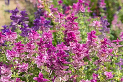 100+ Clary Sage Pink Sundae Seeds Salvia sclarea Flower Seed Birds Butterflies Pollinators Wildflower Flowers