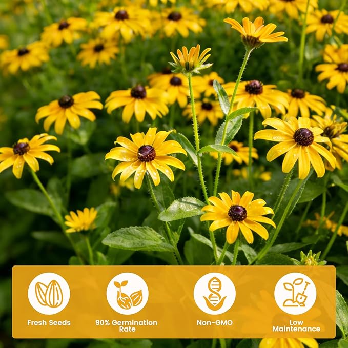 5000+ Black Eyed Susan Seeds for Planting, Wildflower Seeds for Pollinator Gardens Planting, Non-GMO Heirloom Flower Seeds to Plant Outside & Inside, Borders, Containers, Rudbeckia hirta