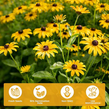 120,000+ Black Eyed Susan Seeds for Planting, Wildflower Seeds for Pollinator Gardens Planting, Non-GMO Heirloom Flower Seeds to Plant Outside & Inside, Borders, Containers, Rudbeckia hirta