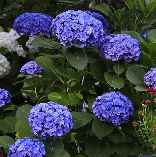 USEDDIG 1LB Ferrous Sulfate Heptahydrate Fertilizer- 20% Iron (Fe), 12% Sulfur, Indoor/Outdoor Soil Acidifier for Plants Vegetables and Flower Gardens