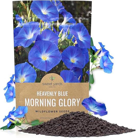 Morning Glory Seeds Heavenly Blue - Bulk 1/4 Pound Bag - Over 4,000 Fresh Flower Seeds