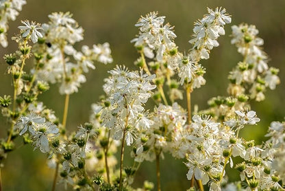 Meadowsweet 350 Seeds (Filipendula ulmaria) Heirloom - Open Pollinated