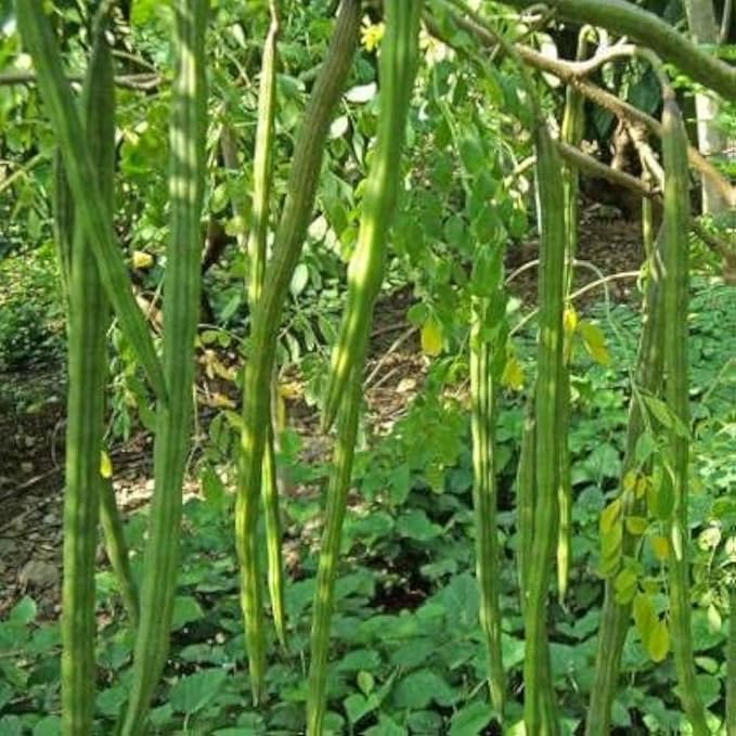 Indian Moringa Seeds High-Yield Drumstick Seeds for Home Garden, Terrace Gardening, Organic Vegetable Farming, Easy to Grow, Fast Germination, Suitable for Pots and Outdoor Planting (Pack of 15)