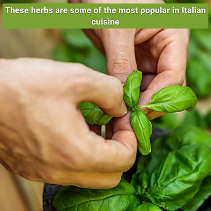 Sow Right Seeds - Italian Herb Garden Seed Collection for Planting - Basil, Oregano, Parsley, Sage, and Thyme - Non-GMO Heirloom Packet with Instructions to Grow a Kitchen Garden Indoors or Outdoors
