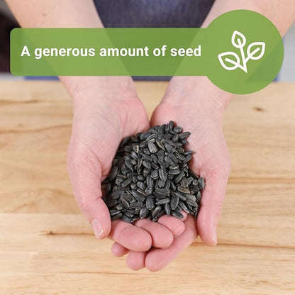 Sow Right Seeds - Bulk Sunflower Microgreen Seeds for Growing - 2 Ounce, 1000 Seeds - Non-GMO Heirloom Jumbo Pack with Instructions to Grow Healthy Microgreens - Grow Loads of Sunflower Microgreens