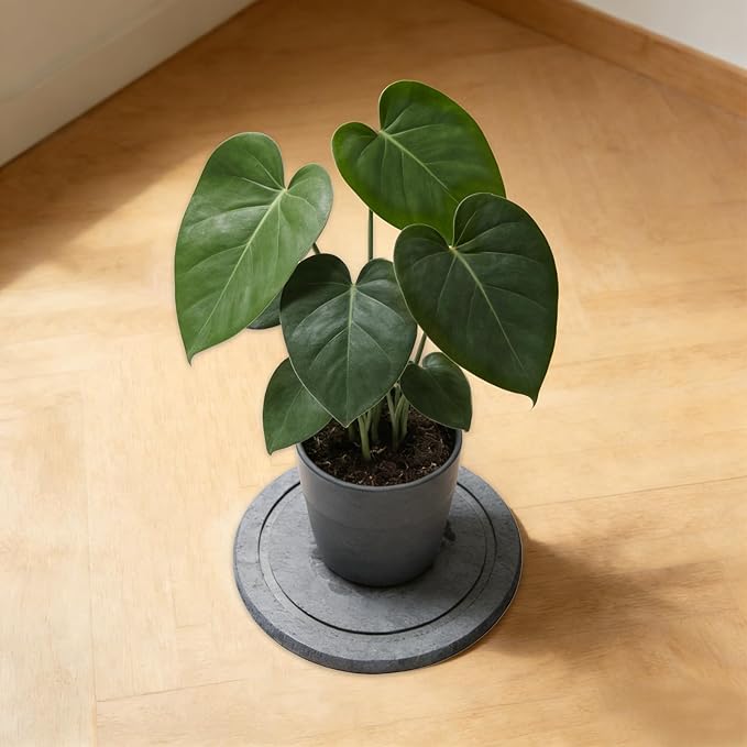 Azhou Diatomaceous Earth Plant Saucers 2-Pack with Velvet Bottom - 12 Inch Water Absorbing Heavy Duty Flower Pot Trays, Moisture Control Indoor Outdoor Catcher for Home, Office, Kitchen
