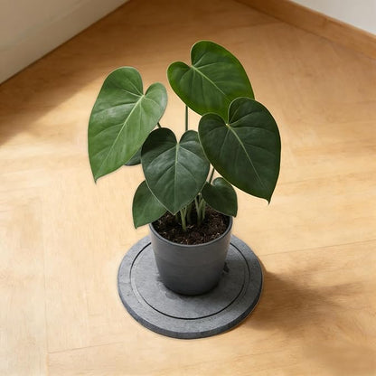 Azhou Diatomaceous Earth Plant Saucers 2-Pack with Velvet Bottom - 12 Inch Water Absorbing Heavy Duty Flower Pot Trays, Moisture Control Indoor Outdoor Catcher for Home, Office, Kitchen
