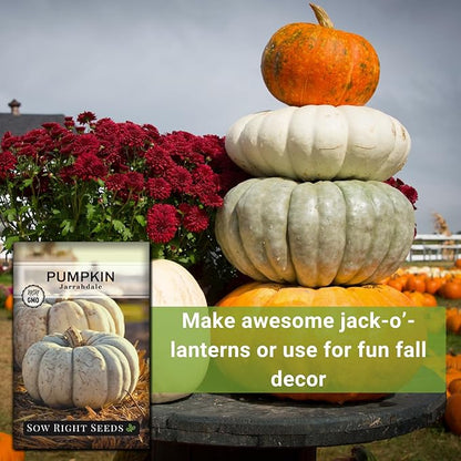 Sow Right Seeds - Jarrahdale Pumpkin Seeds for Planting - Non-GMO Heirloom Packet with Instructions to Plant & Grow an Outdoor Home Vegetable Garden - Unique Grey Blue Variety - Fall Decor (2)