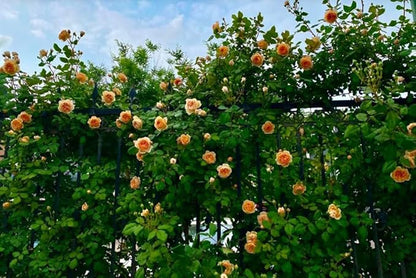 100PCS Orange Climbing Rose Seeds Rare Garden Plant Non-GMO Heirloom Seeds