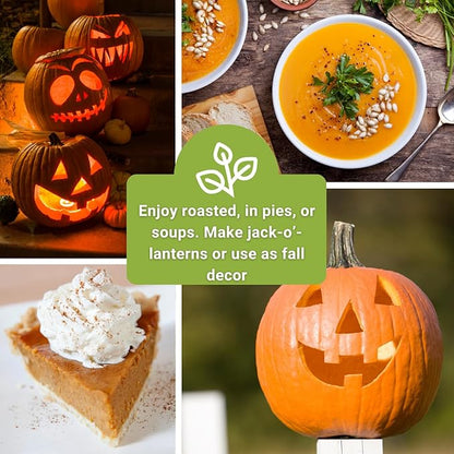 Sow Right Seeds - Classic Pumpkin Seed Collection for Planting - Small Sugar, Casper & Big Max Pumpkin Seeds - Non-GMO Heirloom Packets with Instructions to Plant Home Vegetable Garden - Fall Harvest