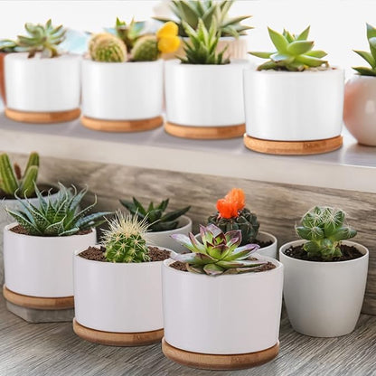 Cindeer 12 Sets Succulent Plant Pot Ceramic Succulent Pots Container Cactus Pots with Bamboo Tray Small Cylinder Flower Plant Pot with Bamboo Saucers for Plants Indoor Outdoor(White,3 x 2.17 Inch)