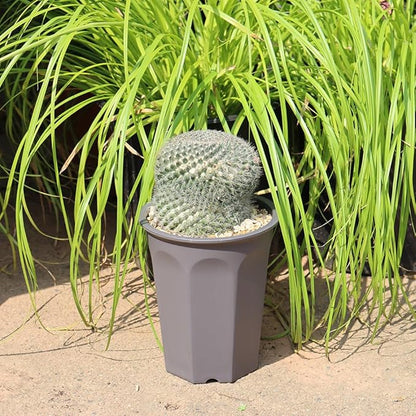 BangQiao 8 Pack 6.10 Inch Plastic Deep Nursery and Seedling Pots, Round Transplant Seed Starter Planter, Gray Color