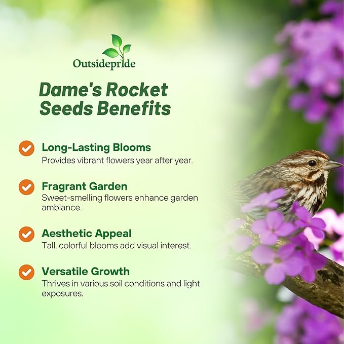 Outsidepride Dame's Rocket Flower Seeds - 5000 Pcs Perennial, Easy to Grow, Deer Resistant & Self-Seeding Wildflower Seeds for Planting Vibrant and Fragrant Blooms in Pollinator & Butterfly Gardens