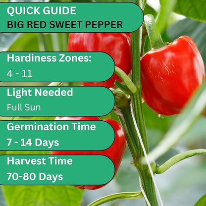 Big Red Bell Pepper Seeds for Planting – Heirloom, Non-GMO Sweet Red Bell Pepper Seeds, Large Blocky Peppers for Home Garden | Woods Creek Seeds