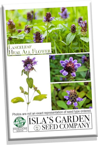 Lanceleaf Selfheal (Heal-All) Flower Seeds for Planting, 100+ Seeds Per Packet, (Isla's Garden Seeds), Non GMO & Heirloom Seeds, Scientific Name: Prunella Vulgaris, Great Home Garden Gift