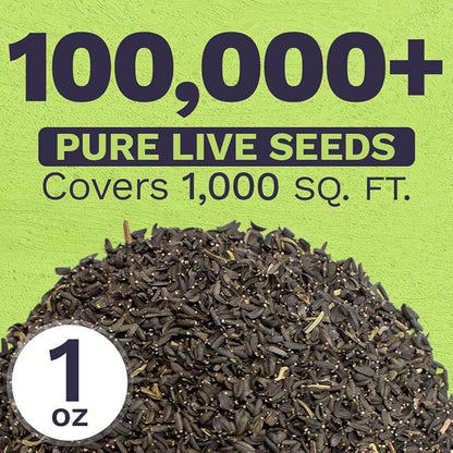 Plains Coreopsis Seeds – Native Flowers – Extra Large Packet – Over 100,000 Open Pollinated Non-GMO Wildflower Seeds – Coreopsis tinctorial