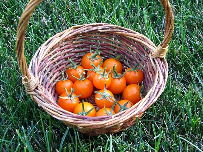 Sunsugar Hybrid Supersweet Cherry Tomato Seeds, 20 Seeds Per Packet, (Isla's Garden Seeds), Non GMO & Heirloom Seeds, Scientific Name: Lycopersicon lycopersicum, Great Home Garden Gift