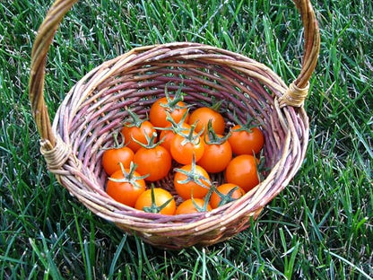 Sunsugar Hybrid Supersweet Cherry Tomato Seeds, 20 Seeds Per Packet, (Isla's Garden Seeds), Non GMO & Heirloom Seeds, Scientific Name: Lycopersicon lycopersicum, Great Home Garden Gift