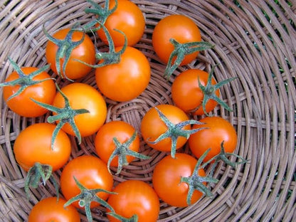 Sunsugar Hybrid Supersweet Cherry Tomato Seeds, 20 Seeds Per Packet, (Isla's Garden Seeds), Non GMO & Heirloom Seeds, Scientific Name: Lycopersicon lycopersicum, Great Home Garden Gift