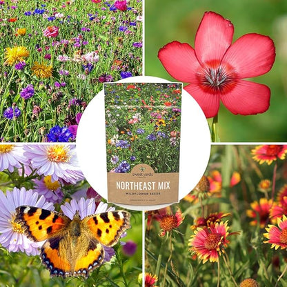 Sweet Yards - Northeast Wildflower Seed Regional Mixes - Bulk 1/4 Pound Bag - Over 30,000 Native Seeds - Open Pollinated and Non GMO Varieties for New York, Virginia, Pennsylvania, Maine and More!