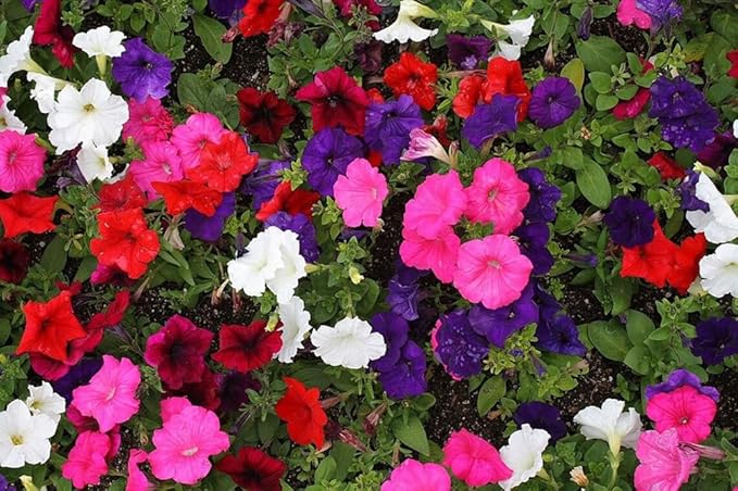 300+ Petunia Balcony Mix Flower Seeds Dwarf Petunia Container Plant Fragrant Colorful Grandiflora Flowers Plant for Garden