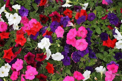 300+ Petunia Balcony Mix Flower Seeds Dwarf Petunia Container Plant Fragrant Colorful Grandiflora Flowers Plant for Garden