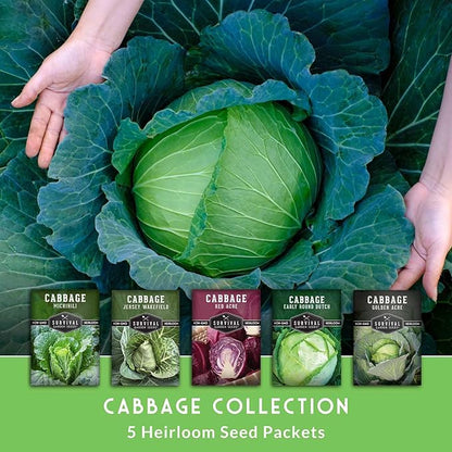 Cabbage Seeds Variety Pack - 5 Heirloom Non-GMO Varieties: Red Acre, Golden Acre, Jersey Wakefield, Early Round Dutch, Michihili Napa | Survival Garden Seeds