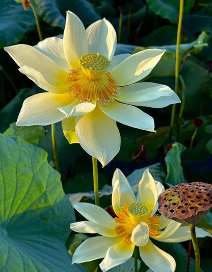Mixed Color Bonsai Bowl Lotus Water Lily Seeds (30 PCS)