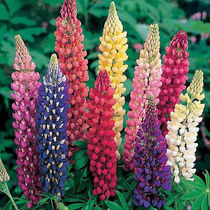 Mixed Lupines with Many Colors - 250 Seeds