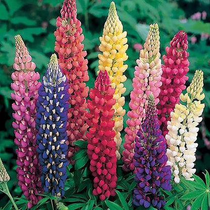 Mixed Lupines with Many Colors - 250 Seeds