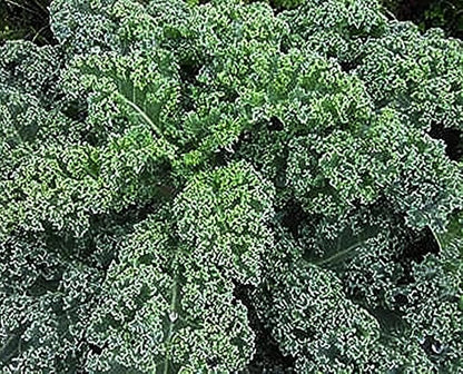 Blue Curled Scotch Kale Seeds - Heirloom