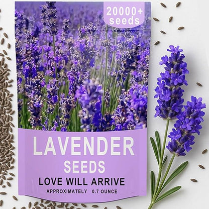 20000+ Lavender Seeds Bulk- Non GMO Premium English Lavender Seeds for Planting Outdoors or Intdoors, 2026 Wildflower Seed Grow Fragrant Gardens, DIY Essential Oils, Perfect for Home Gardeners, Gifts