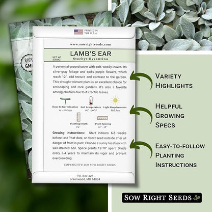 Sow Right Seeds - Lambs Ear Seeds for Planting - Non-GMO Heirloom Packet with Instructions to Grow an Outdoor Flower Garden - Wooly Silver Leaves, Perennial Foliage - Stachys for Rock Gardens (3)