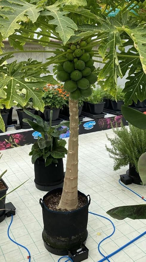 Happy Hydro AutoPot XXL Self Watering Systems, 1-100 Pots (9gal, 80 Pot XXL with Reservoir)