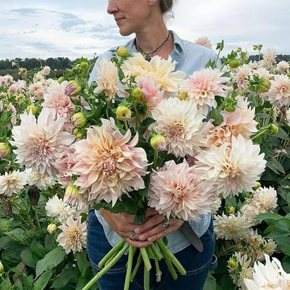 Mixed Color Dahlia Seeds for Planting - 400 Non-GMO Flower Seeds, Easy Growing, Pollinator Friendly, Perfect for Containers, Borders & Cut Bouquets